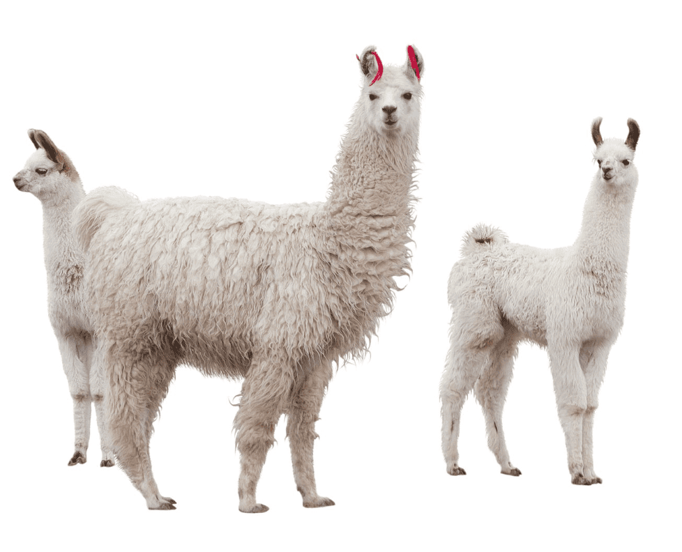 图 2. Llama /ˈlɑːmə/ 美洲驼（Elmo、Transformer、Bert 都是这样的起名方式）